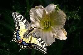 Butterfly on lily by Christine Nöhmeier