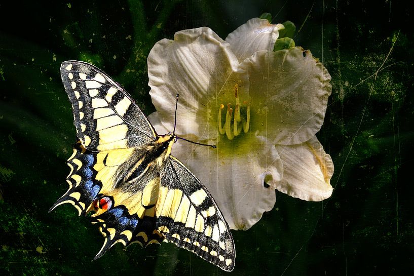 Vlinder op lelie van Christine Nöhmeier