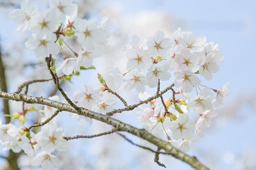 Lente Bloesem