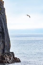 Möwe über dem Polarmeer auf Island von Thomas Heitz