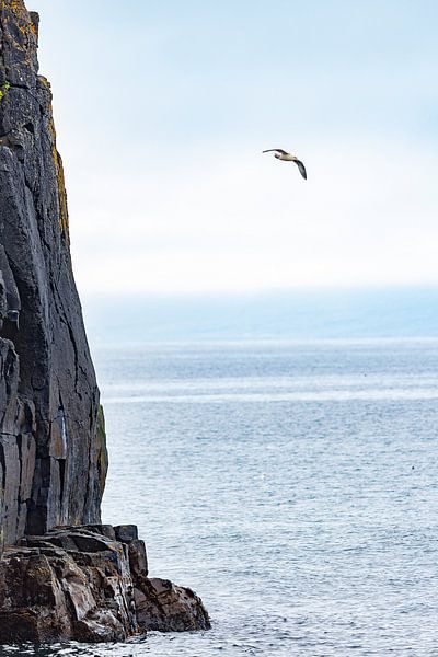 Möwe über dem Polarmeer auf Island von Thomas Heitz