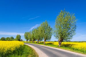 Straße mit Bäumen an einem blühendem Rapsfeld bei Sildemow