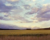 Het veld
