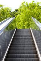 Escalator to the trees