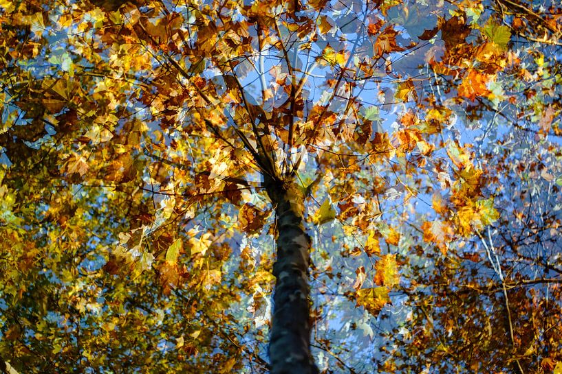 Otoño by Mahandeep Singh