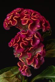 Crimson Velvet sur Cindy Coenen Fine Art