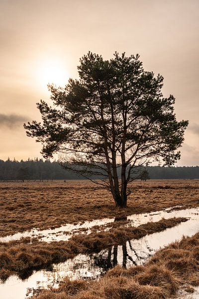 Exposition des arbres par Zeb van Drie