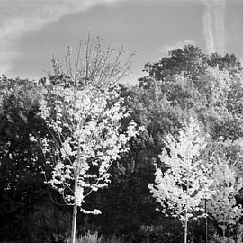 bomen in herfsttooi van Pieter Muller