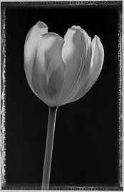 Tulpe von Pieter Siemers