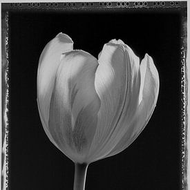 Tulipe sur Pieter Siemers