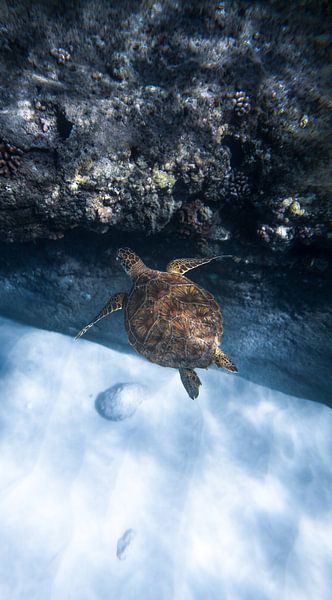 Under the Sea by Hello Pompoyo
