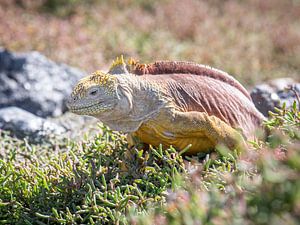 Iguanes terrestres des Galápagos