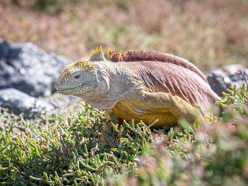 Galapagos-Landleguane von Jack Soffers