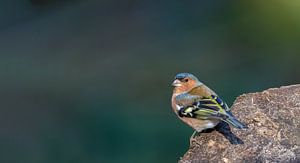 Chaffinch (Fringilla coelebs)