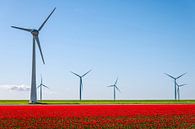 Rode tulpen met windturbines in de achtergrond van Sjoerd van der Wal thumbnail