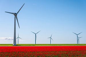 Rote Tulpen mit Windkraftanlagen im Hintergrund 