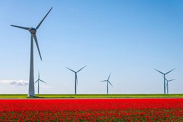 Rode tulpen met windturbines in de achtergrond