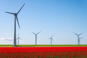 Rode tulpen met windturbines in de achtergrond