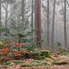 Nebliger Wald von Dick Bosman