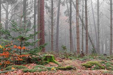 Nebliger Wald von Dick Bosman