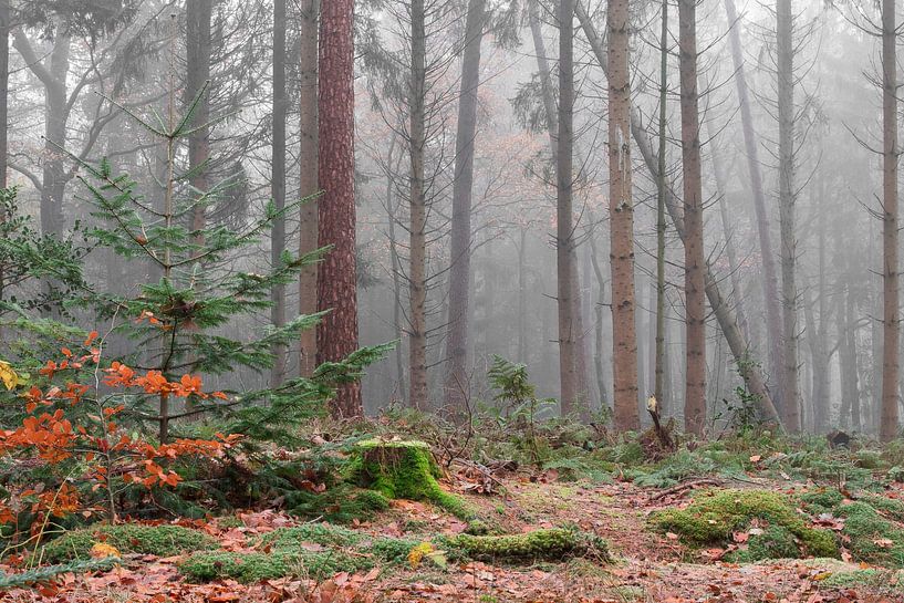 Misty Forest by Dick Bosman
