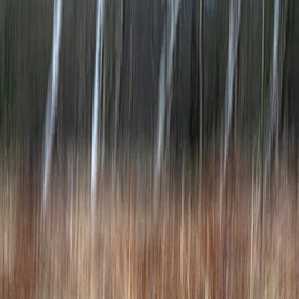 Les bouleaux dansants : Mouvement abstrait dans la forêt sur Silvia Thiel