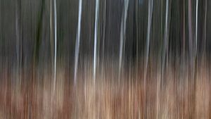 Les bouleaux dansants : Mouvement abstrait dans la forêt