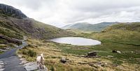 Het groene landschap van Snowdonia met een schaap, fotoprint