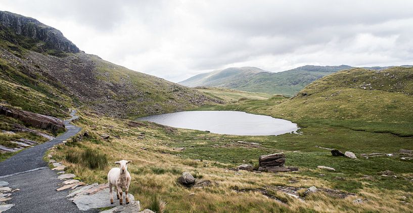 The green landscape of Snowdonia with a sheep, photo print by Manja Herrebrugh - Outdoor by Manja