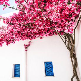 Greek house with light pink bougainvillea by Annette Spaan