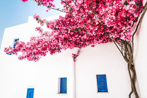 Greek house with light pink bougainvillea