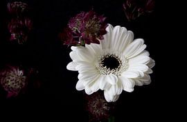 Weiße Gerbera von Gerdy Bovenschen-Langeveld