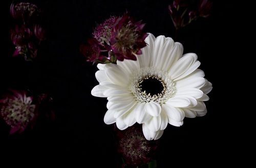 Witte gerbera