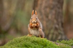 Eichhörnchen, mit einer Haselnuss von Tanja van Beuningen