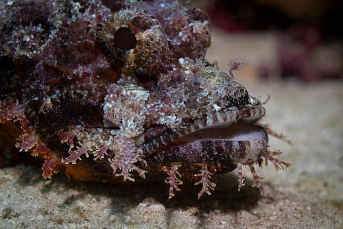 Schorpioenvissen @ Komodo, Indonesie