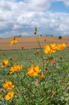 Goldgelbe Kosmen auf einem Feld im Loiretal, Frankreich. von Christa Stroo photography