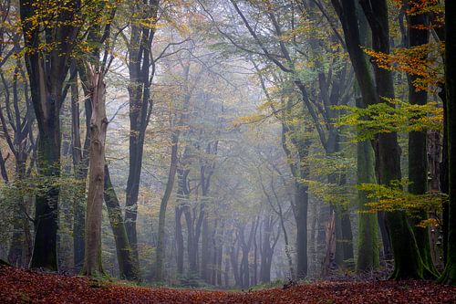 Speulder forest in autumn by Evert Jan Kip