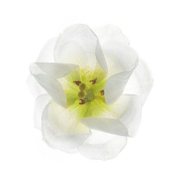 witte bloem van Klaartje Majoor