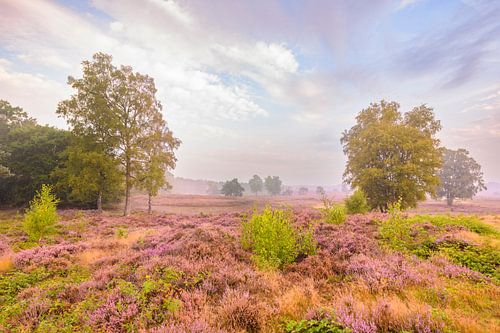 Bloeiende heideplanten in heidelandschap tijdens zonsopgang
