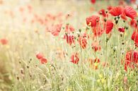Poppies I by Christa van Gend thumbnail