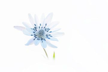 Anemone in High key