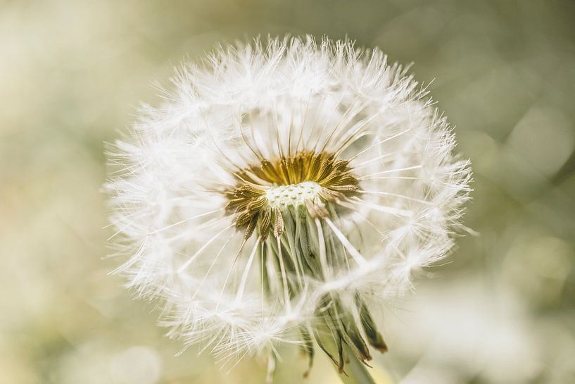 Make a wish by Marian Goossens