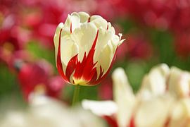 Tulp