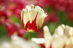 Tulip von Peet Romijn