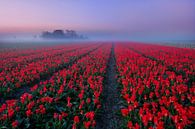 Misty Morning by Olga Ilina thumbnail