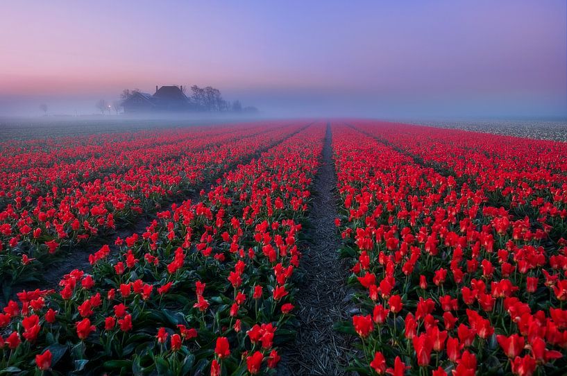 Misty Morning by Olga Ilina