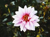 Dahlia Bloem van Rita Tielemans Kunst thumbnail