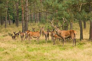 Kudde edelherten in het bos van Elles Rijsdijk