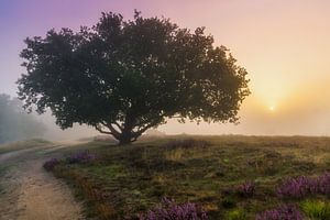 Dawn
