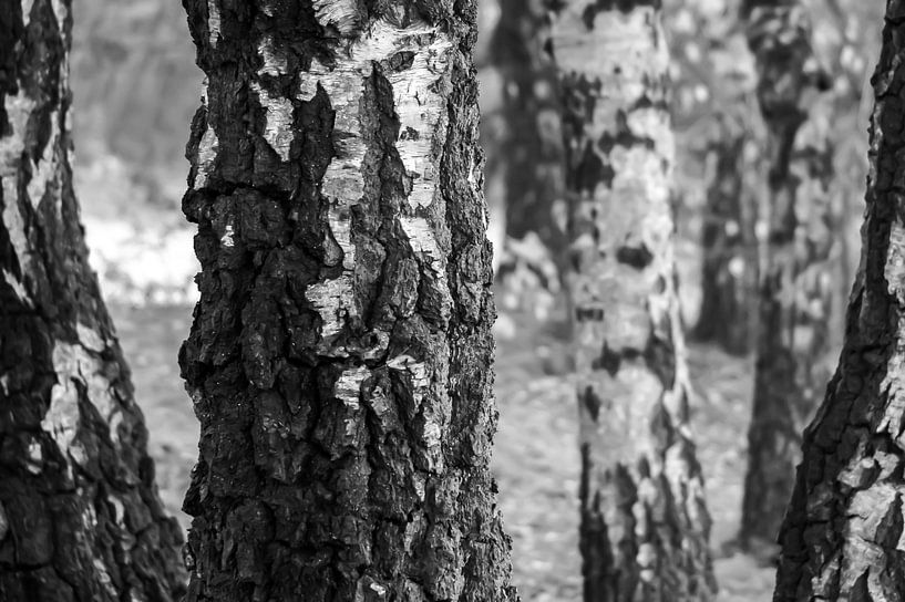 Birkenwald von Niek Traas